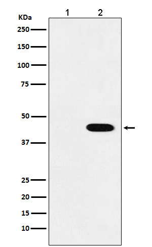 Western blot analysis of Flag-tagged protein expression in (1) 293T cell lysate; (2) 293T cell transfected with Flag-tagged protein lysate.