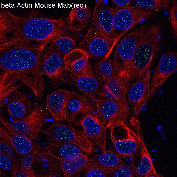 Immunofluorescent analysis of HepG2 cells, using beta Actin mAb.