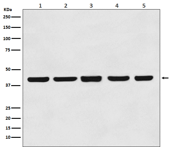 Western blot analysis of beta Actin expression in (1) Hela cell lysate; (2) Rat brain lysate; (3) Mouse brain lysate; (4) Chicken lung lysate; (5) Rabbit testis lysate with beta Actin mouse mAb