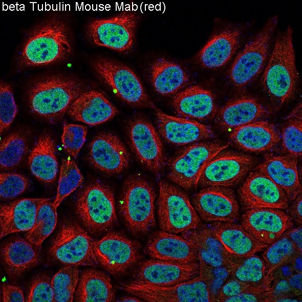 Immunofluorescent analysis of Hela cells, using beta Tubulin mAb.