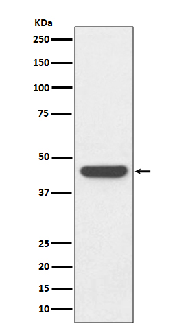 Western blot analysis of HA-tag fusion protein, using HA tag Antibody